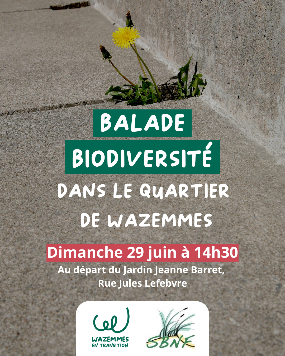 Lire la suite à propos de l’article Balade biodiversité dans le quartier de Wazemmes