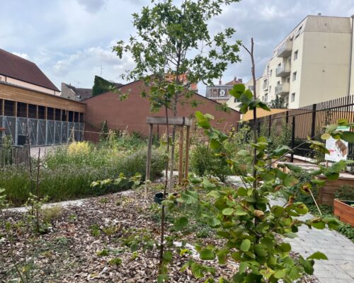 Chantier d’entretien mare et fruitiers au jardin